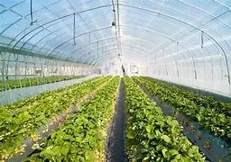 The Green House